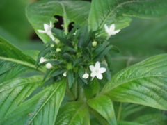 Pentas micrantha
