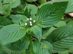 Pentas micrantha