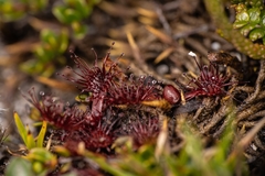 Drosera uniflora