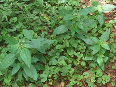 Pentas micrantha