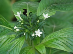 Pentas micrantha
