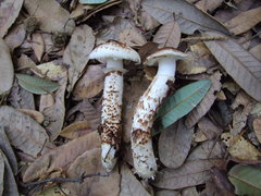 Tricholoma dulciolens