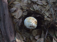 Tricholoma dulciolens