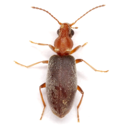 Notoxus murinipennis (J.E.LeConte, 1824)