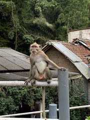 Macaca fascicularis