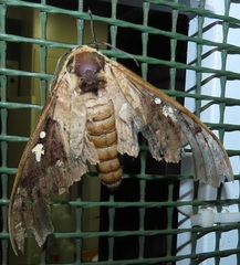 Lophostethus dumolinii