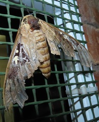 Lophostethus dumolinii