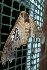 Lophostethus dumolinii