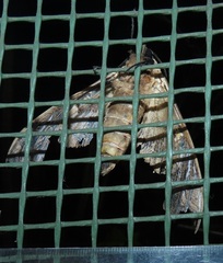 Lophostethus dumolinii