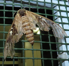 Lophostethus dumolinii