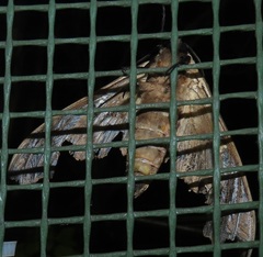 Lophostethus dumolinii