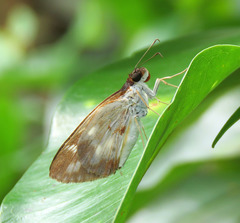 Ebusus ebusus