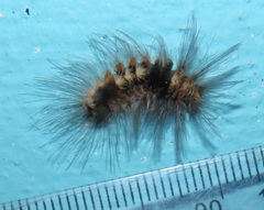 Tumicla sagenaria