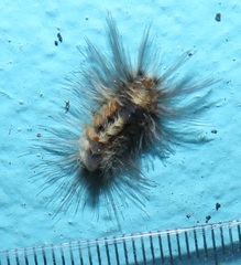 Tumicla sagenaria