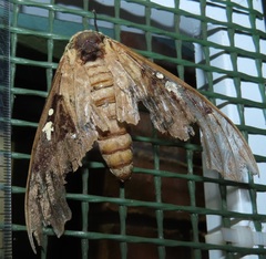 Lophostethus dumolinii