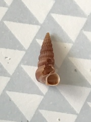 Cerithideopsis