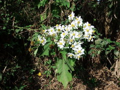 Montanoa grandiflora, photograph (c) Margaret Burger, some rights reserved (CC BY-SA)
