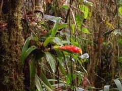 Guzmania jaramilloi