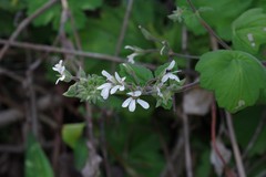Pelargonium odoratissimum