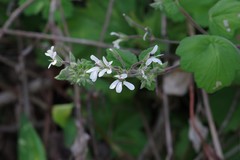 Pelargonium odoratissimum