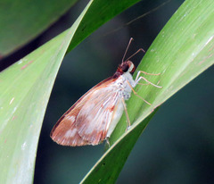 Ebusus ebusus