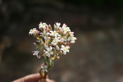 Crassula scabra
