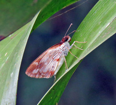 Ebusus ebusus