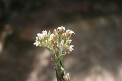 Crassula scabra