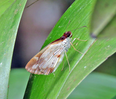 Ebusus ebusus