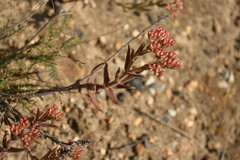Crassula scabra