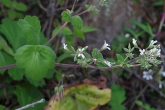 Pelargonium odoratissimum