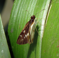 Ebusus ebusus