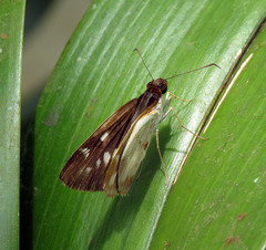 Ebusus ebusus