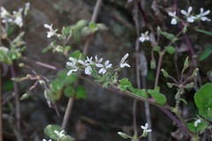 Pelargonium odoratissimum