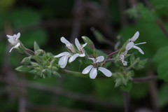 Pelargonium odoratissimum