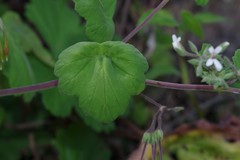 Pelargonium odoratissimum