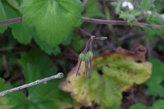 Pelargonium odoratissimum
