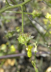 Bunias erucago