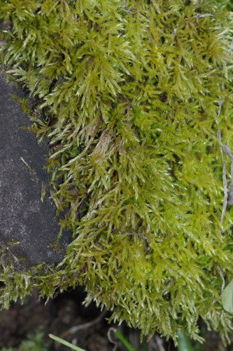 Brachythecium ruderale, 2021-10-07
