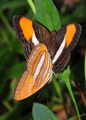 Adelpha cytherea
