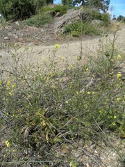 Bunias erucago