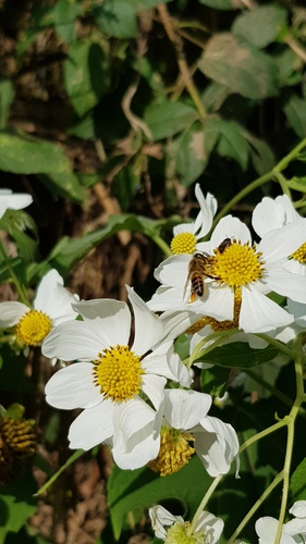 Montanoa grandiflora, photograph 5