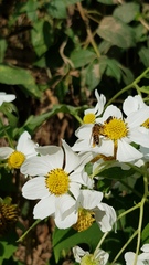 Montanoa grandiflora, photograph (c) Margaret Burger, some rights reserved (CC BY-SA)