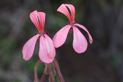 Pelargonium frutetorum