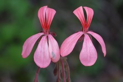 Pelargonium frutetorum