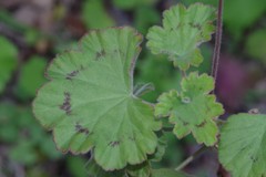 Pelargonium frutetorum