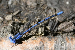 Argia funebris