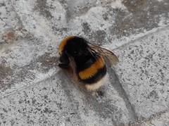 Bombus terrestris