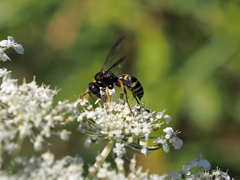Gorytes quinquecinctus