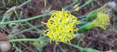 Kleinia grandiflora